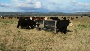 Cattle with long trough