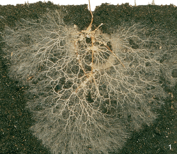 mycorrhizae