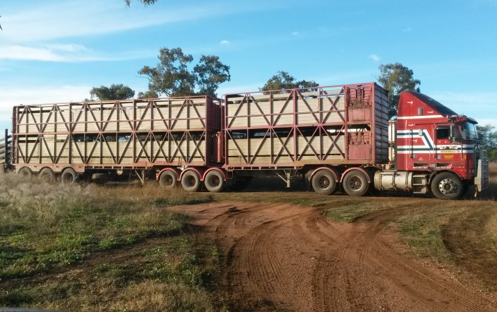 trucking cattle