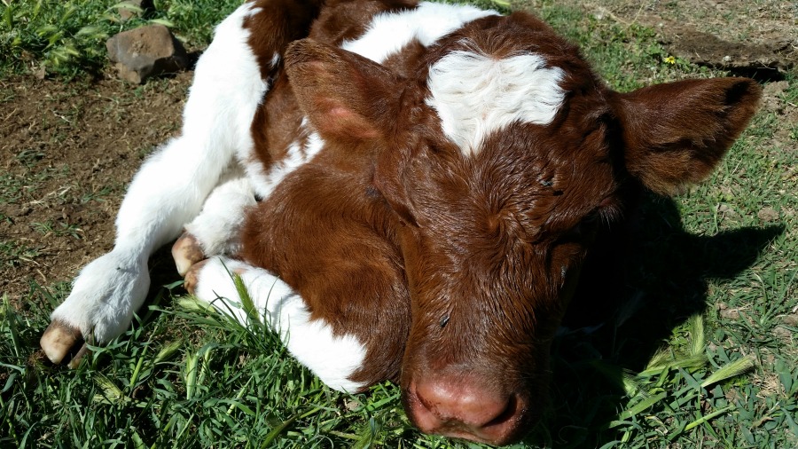 Calf