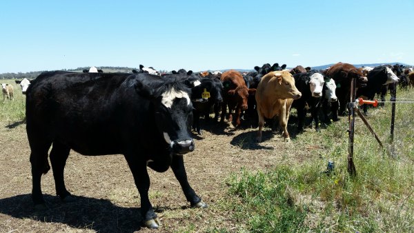 blocking cattle