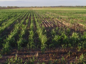 forage sorghum