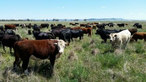 settled cattle