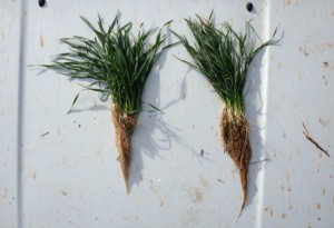 wheat plants- resized
