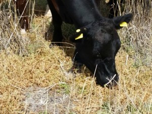 Cattle eating seed