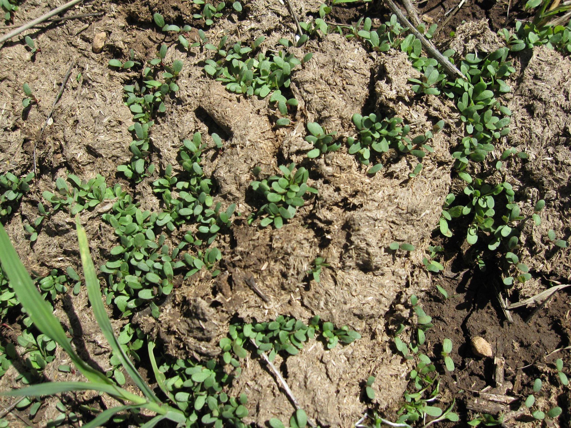 Prolific Lucerne in manure