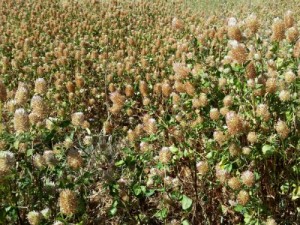 arrowleaf clover