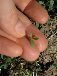 first true leaf lucerne