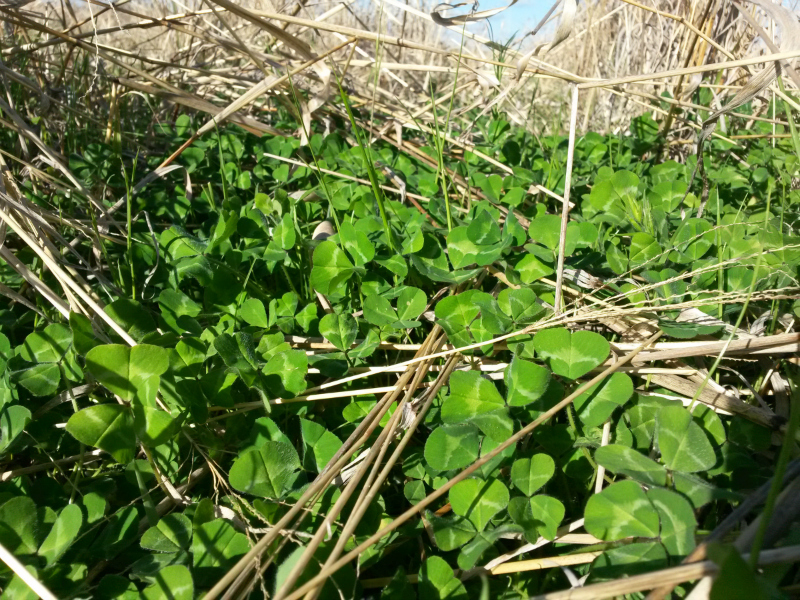 high rotation clover