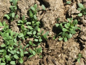 lucerne germinating closeup