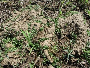 lucerne germinating in manure