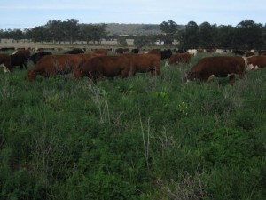Cattle in diverse pasture