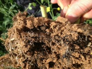 MEF roots of canola 2