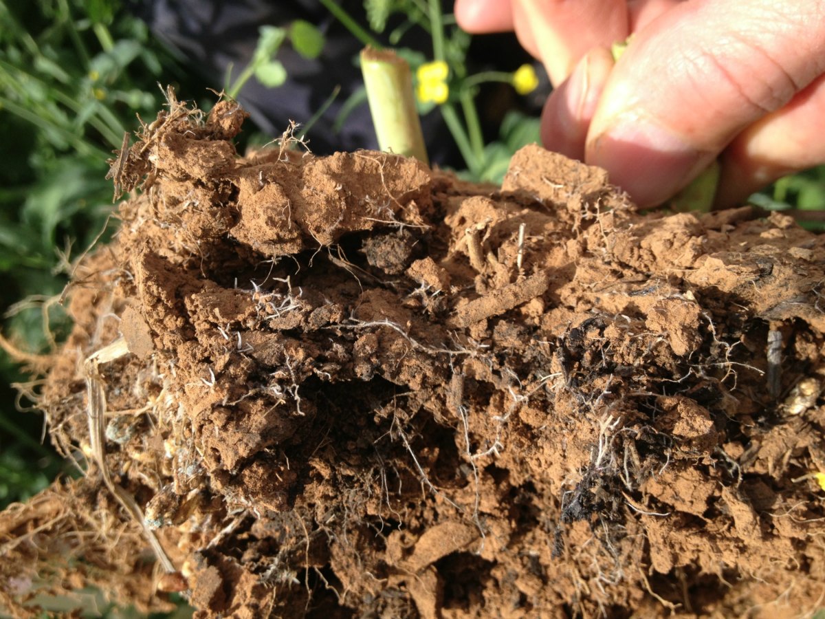 MEF roots of canola