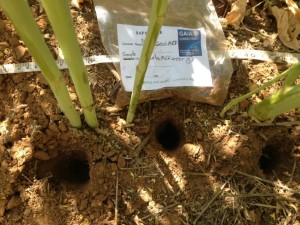 MEF sampling canola 2013 low res