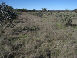 saltbush treelane