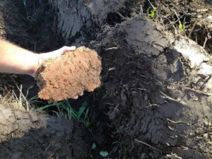 New Forest Farm soil low res