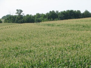 swales in corn