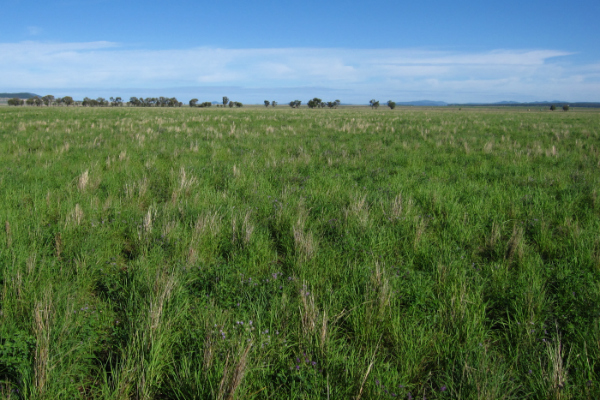 Plain pasture