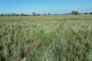 Western plain bluegrass small