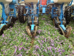 Vetch cover crop - planting into