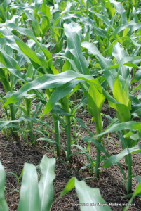 mulch from cover crop