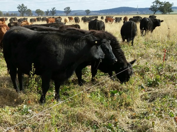 pasture diversity_2