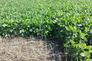 soybeans in cover crop
