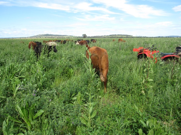 Pasture Diversity