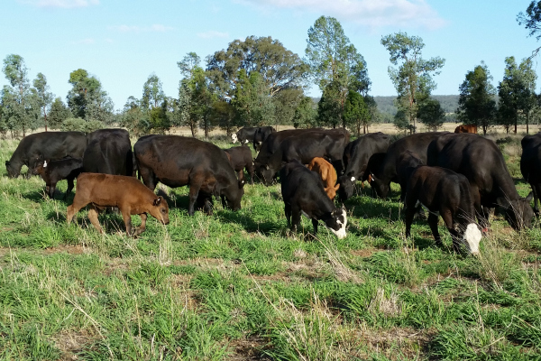 cows calves