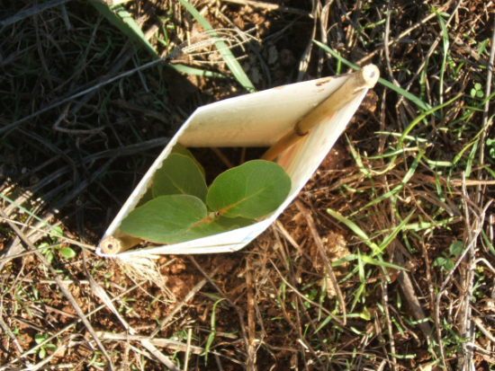 tree seedling