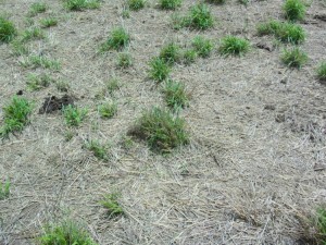 Grass panic - post graze 8 Nov low res