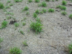 Grass panic - pre graze 8th Nov low res