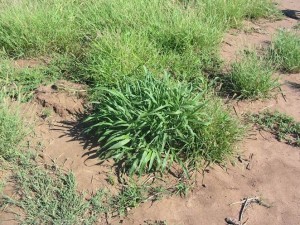 Grazed Sorghum plant