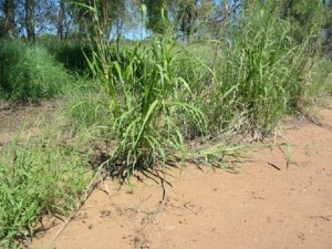 Ungrazed sorghum plant