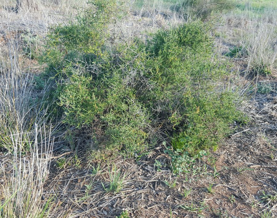 woody weed cotton bush low res