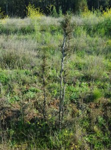 woody weed pine low res