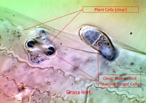 fungi integrated with plant cells - low res