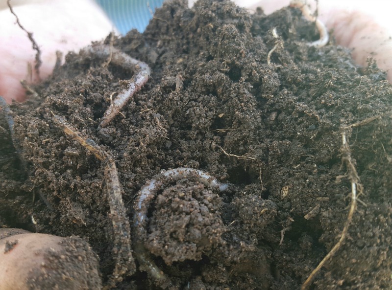 handful of soil low res