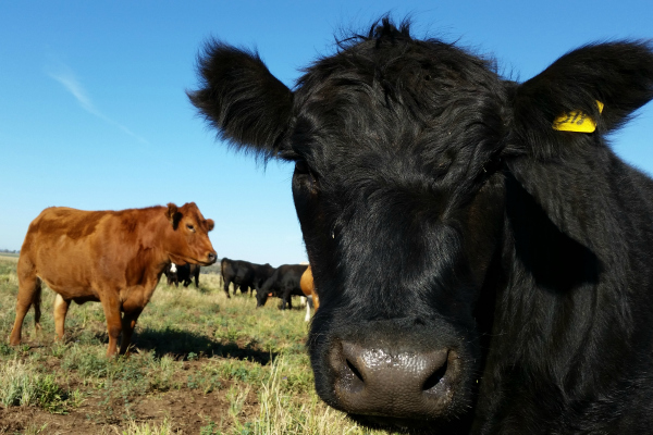 up close cow - methane article